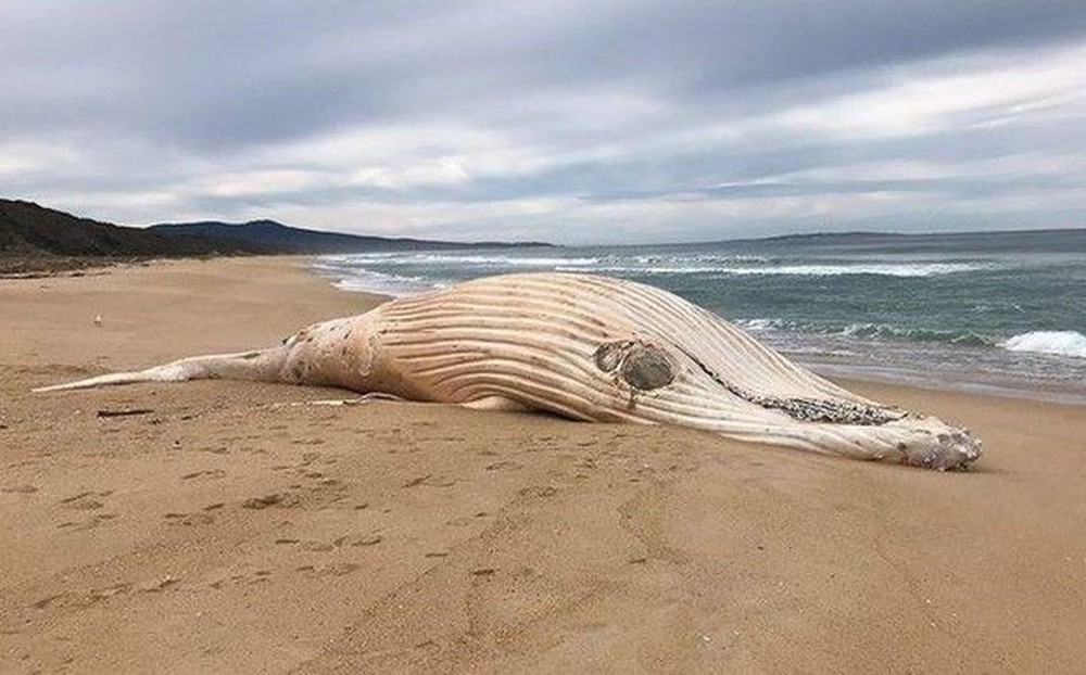 Xác cá voi lưng gù trắng cực hiếm dạt vào bãi biển Australia