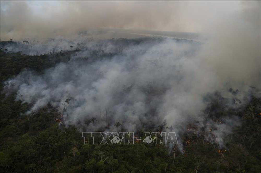 Diện tích rừng Amazon tại Brazil bị tàn phá trong 6 tháng đầu năm cao kỷ lục - Ảnh 1.