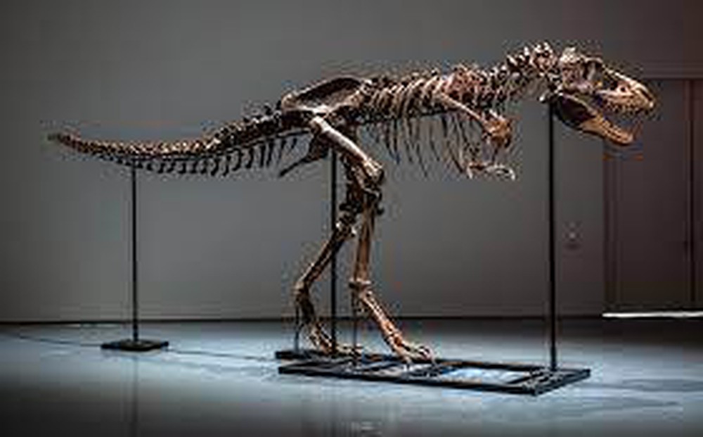 Hóa thạch khủng long bạo chúa được bán với giá kỷ lục 6,1 triệu USD