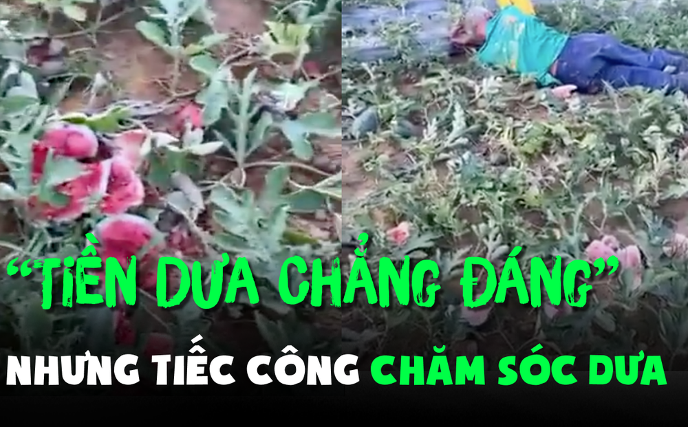 Vụ cụ ông nằm khóc ở ruộng dưa: 5 tên trộm bất thành, quay lại phá nát toàn bộ