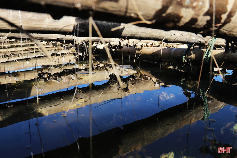 Nuôi “thần dược” trên dây, nông dân thu hàng chục triệu đồng mỗi vụ - Ảnh 6.