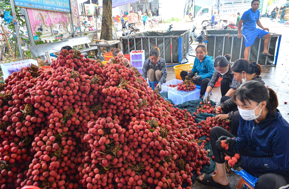 Ảnh: Người dân Bắc Giang cõng hàng tạ vải thiều đi bán từ 5h sáng khiến đường phố đỏ rực, tắc dài - Ảnh 7.