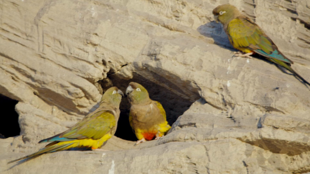 Cận cảnh đàn vẹt sặc sỡ màu sắc sống trong vách đá đổ nát Patagonia - Ảnh 1.