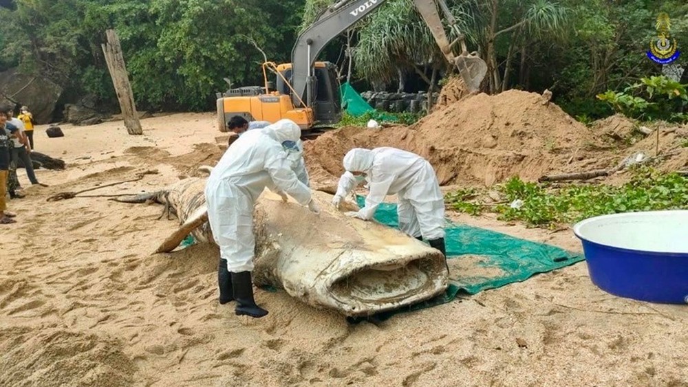 Xác cá nhám voi khổng lồ dạt vào bãi biển ở Krabi, Thái Lan - Ảnh 5.