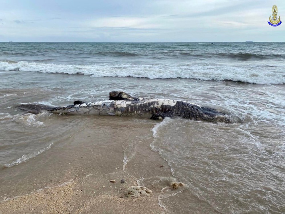 Xác cá nhám voi khổng lồ dạt vào bãi biển ở Krabi, Thái Lan - Ảnh 7.