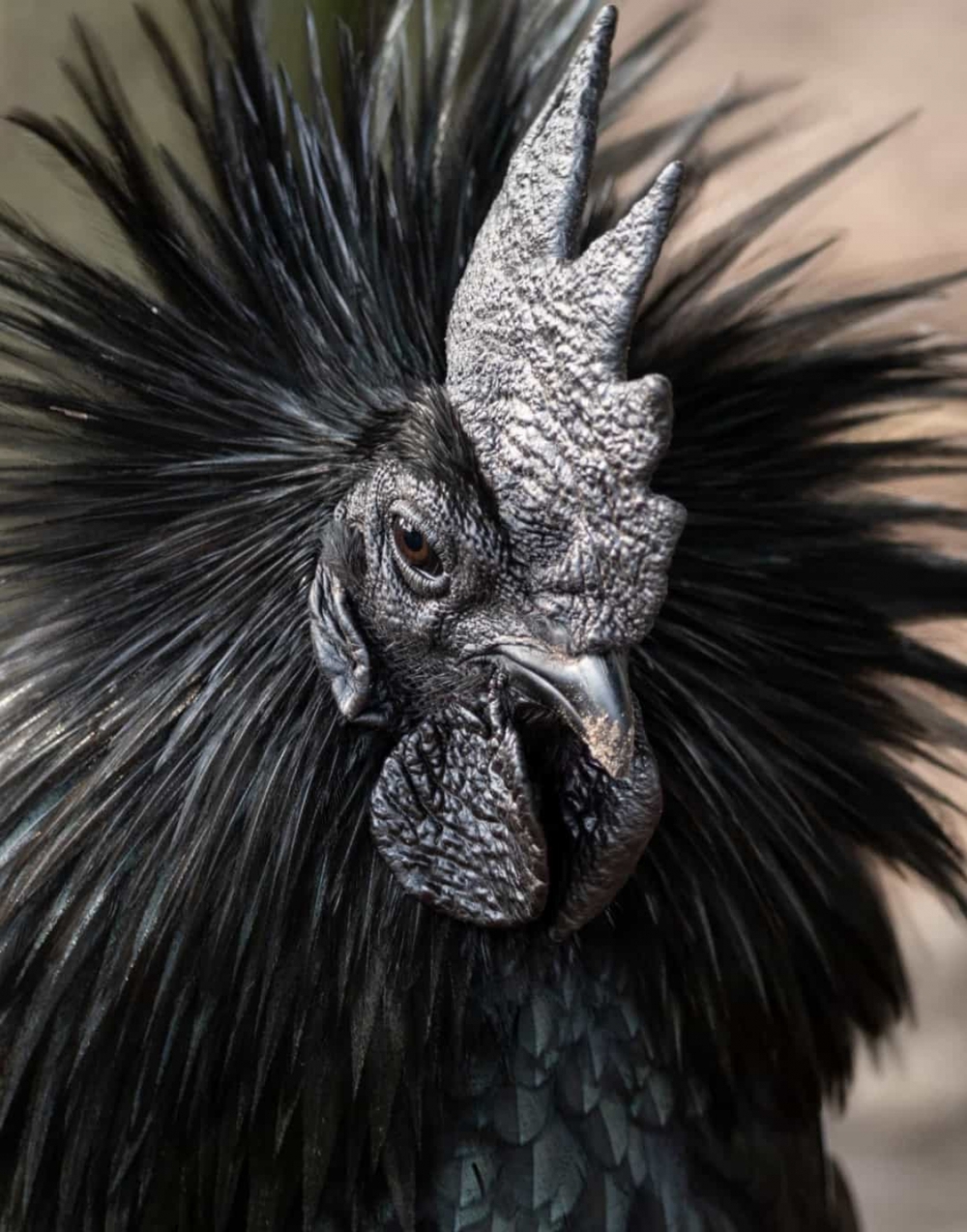 Ngắm nhìn vẻ đẹp của các loài động vật màu đen huyền bí - Ảnh 7.