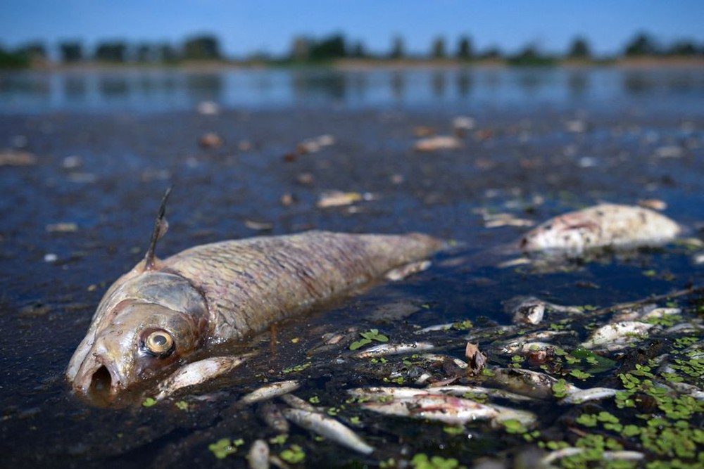 Cá chết hàng loạt trên sông Oder dọc biên giới Ba Lan - Đức - Ảnh 1.