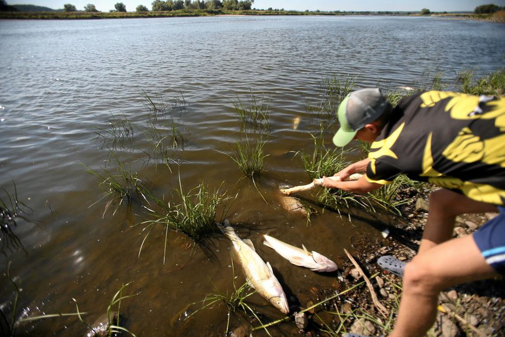 Cá chết trắng sông biên giới Ba Lan, dân phản đối chính quyền thông báo chậm trễ - Ảnh 2.
