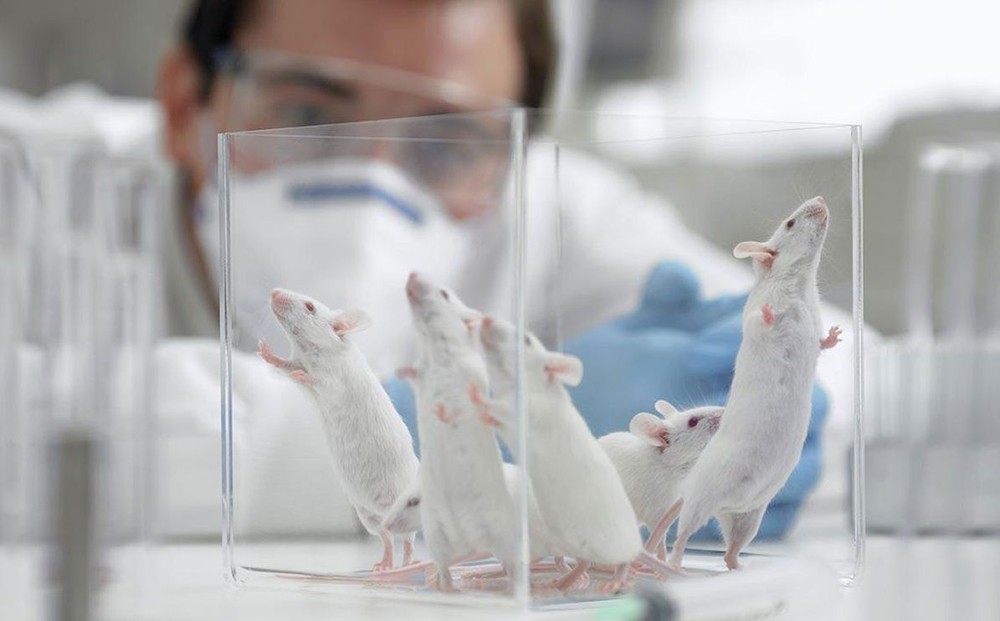 Phát hiện loại 'gene nhảy' kỳ lạ ở chuột có thể giúp con người điều trị bệnh nghiêm trọng