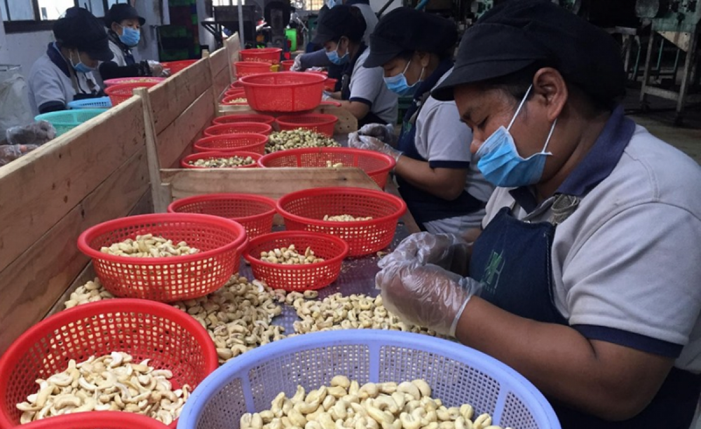 Việt Nam nhập hơn 600.000 tấn hạt điều từ Campuchia - Ảnh 1.