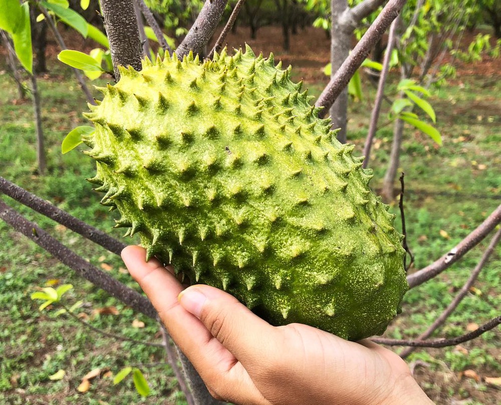 Loại quả gai góc xấu xí nhưng là ‘vua’ ngừa ung thư: Tốt nhưng phải dùng cẩn trọng - Ảnh 2.