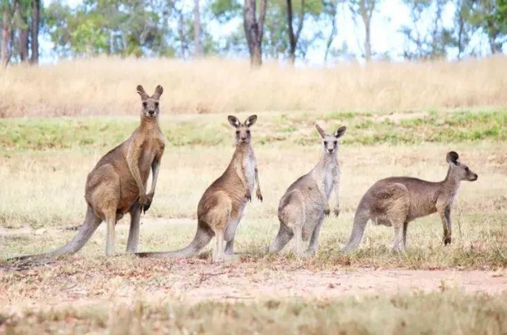 Đàn kangaroo tấn công thị trấn Australia - Ảnh 1.