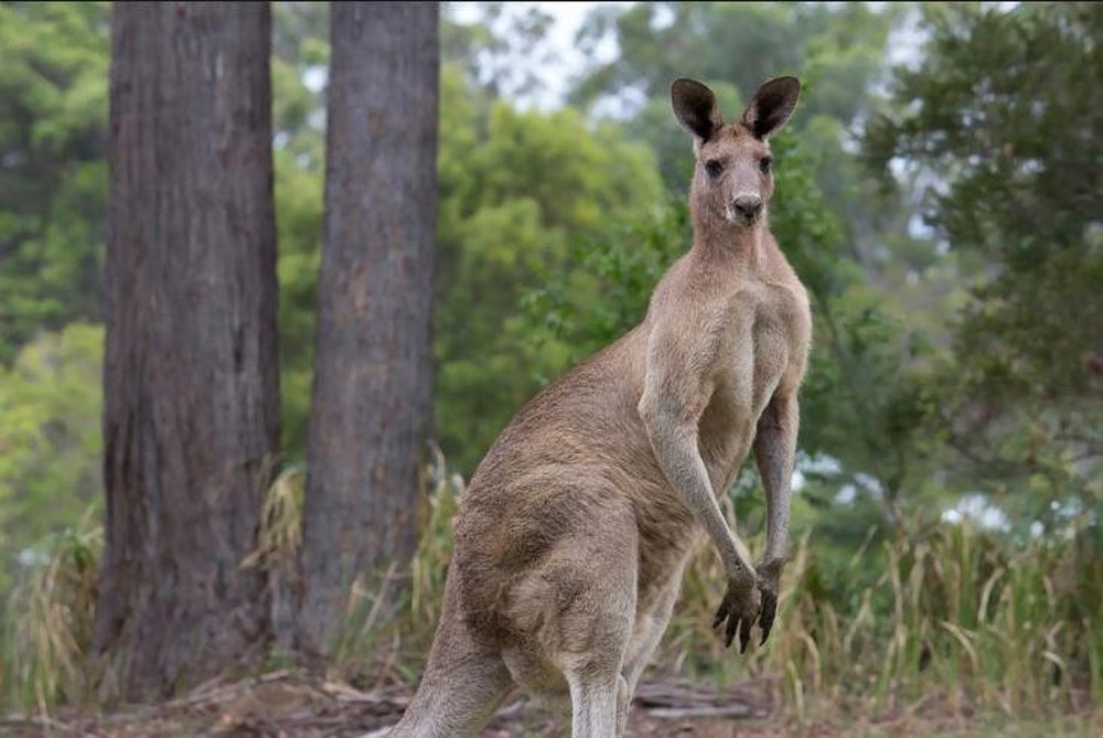 Đàn kangaroo tấn công thị trấn Australia - Ảnh 3.