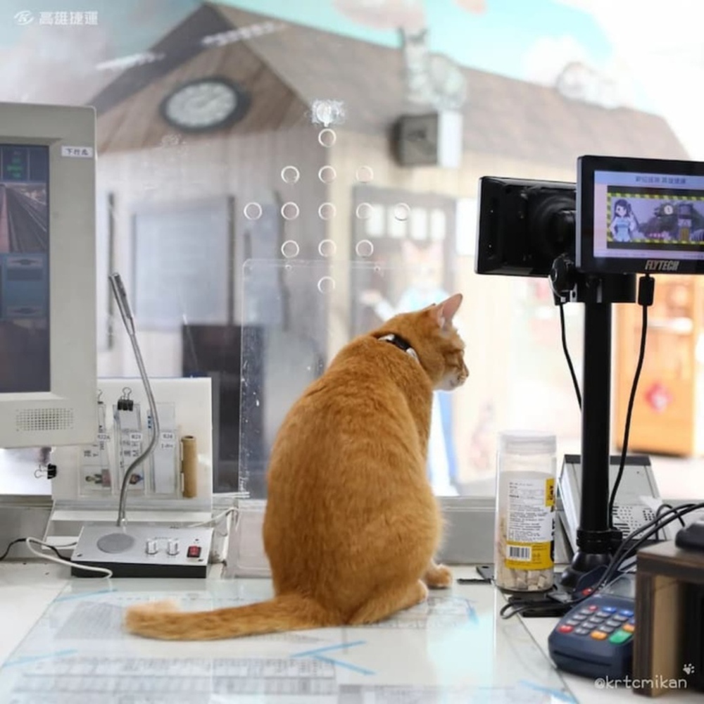 Gặp gỡ chú mèo giữ chức trưởng ga tàu điện ngầm với thần thái cực oách - Ảnh 2.