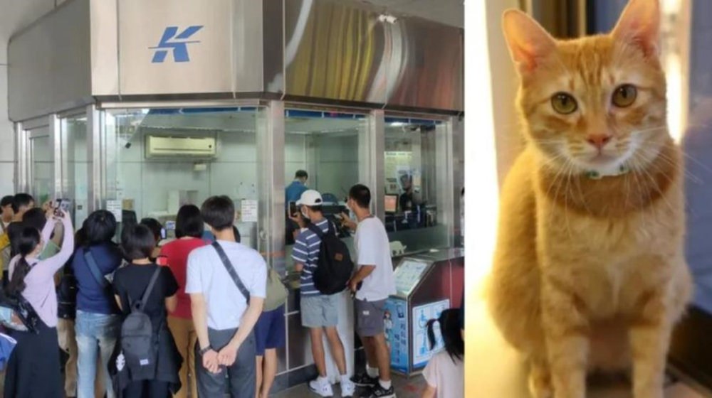 Gặp gỡ chú mèo giữ chức trưởng ga tàu điện ngầm với thần thái cực oách - Ảnh 6.
