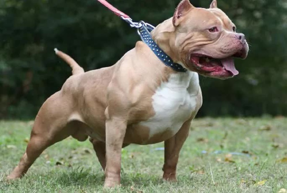 Nữ chủ nhà bị chó Pitbull cắn tử vong sau 2 ngày điều trị - Ảnh 1.