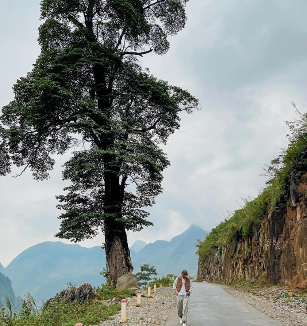 8 cây cô đơn nổi tiếng, được check-in nhiều nhất Việt Nam  - Ảnh 4.