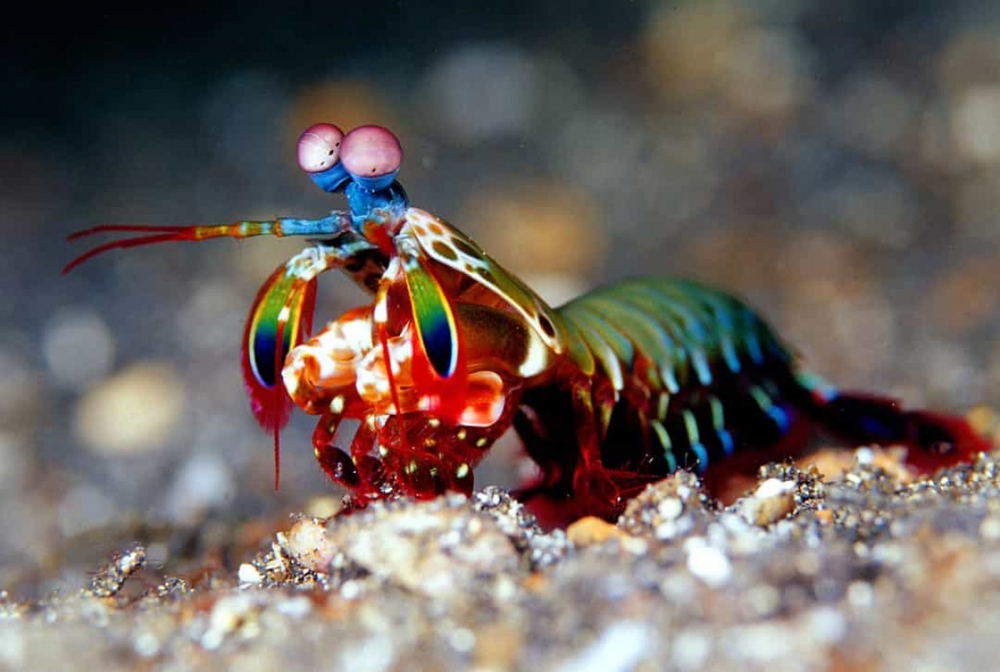 Chiêm ngưỡng những loài sinh vật đẹp nhất đại dương - Ảnh 2.