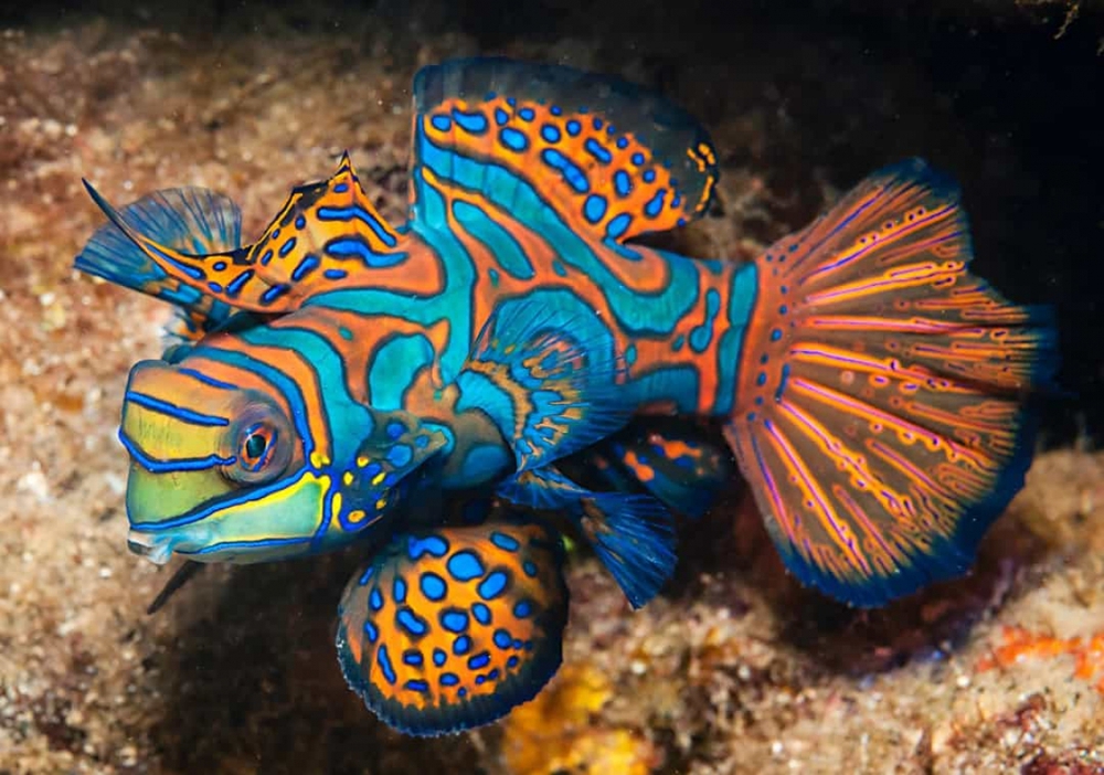 Chiêm ngưỡng những loài sinh vật đẹp nhất đại dương - Ảnh 11.