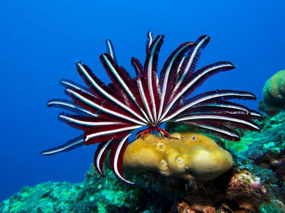 Chiêm ngưỡng những loài sinh vật đẹp nhất đại dương - Ảnh 13.