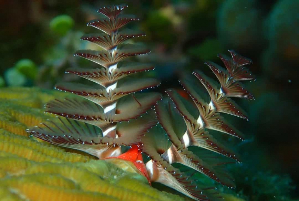 Chiêm ngưỡng những loài sinh vật đẹp nhất đại dương - Ảnh 3.