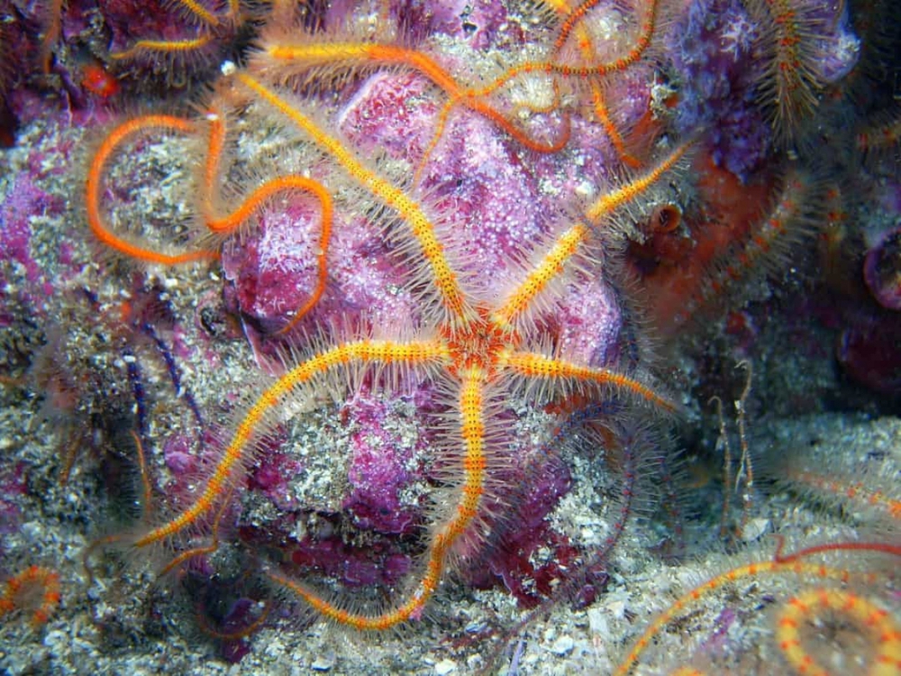 Chiêm ngưỡng những loài sinh vật đẹp nhất đại dương - Ảnh 6.