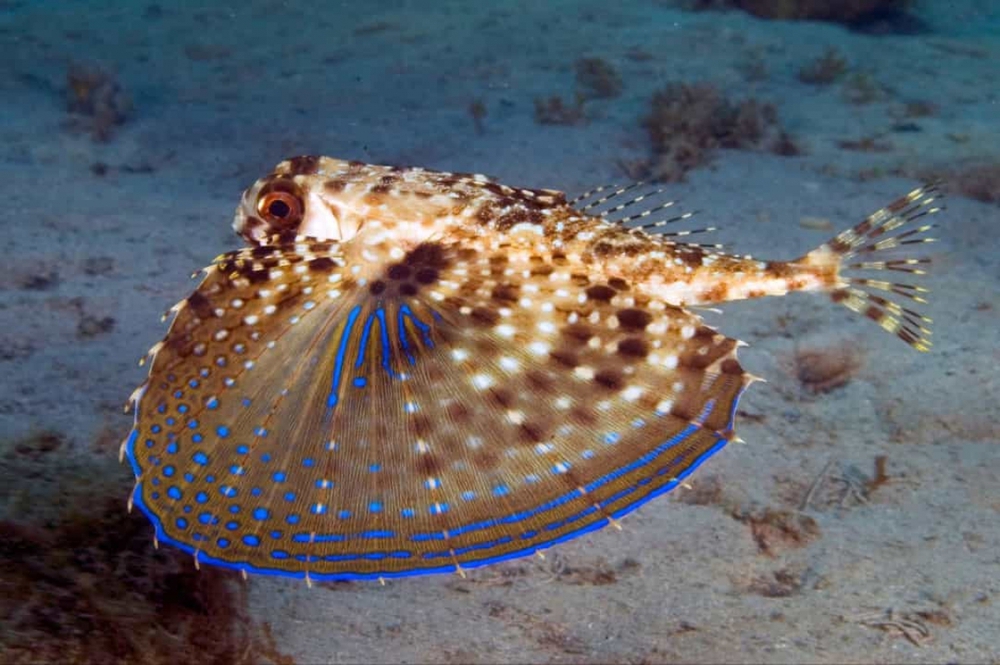 Chiêm ngưỡng những loài sinh vật đẹp nhất đại dương - Ảnh 8.