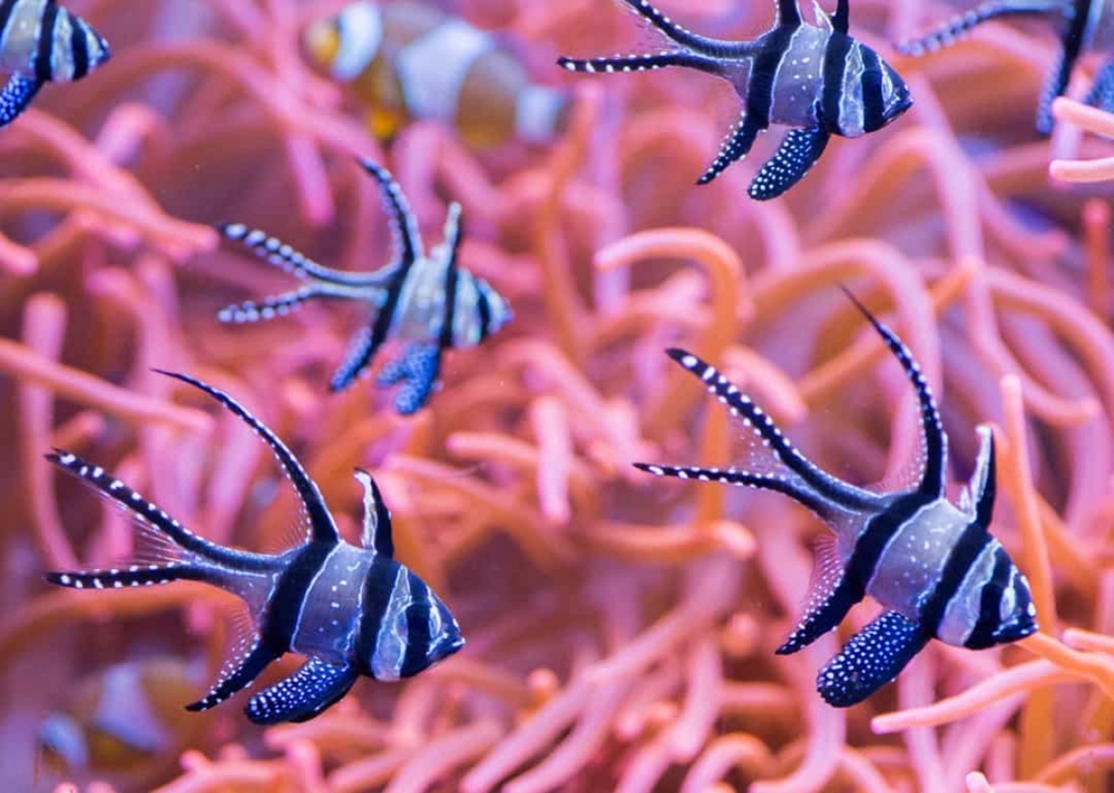 Chiêm ngưỡng những loài sinh vật đẹp nhất đại dương - Ảnh 10.