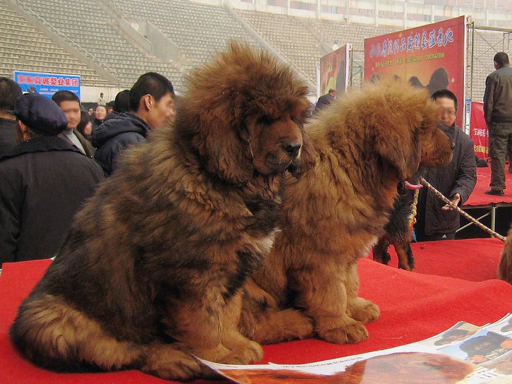 Đi tìm nguồn gốc của chó ngao Tây Tạng - Ảnh 3.