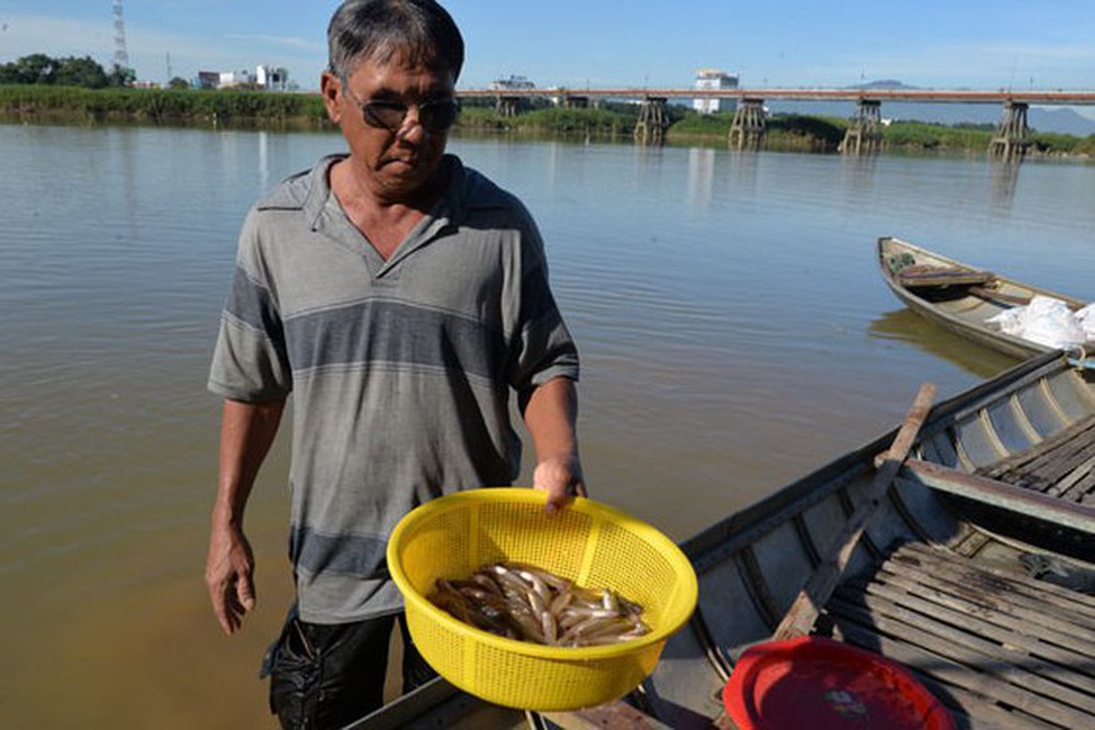 Săn cá quý trên sông Trà - Ảnh 2.