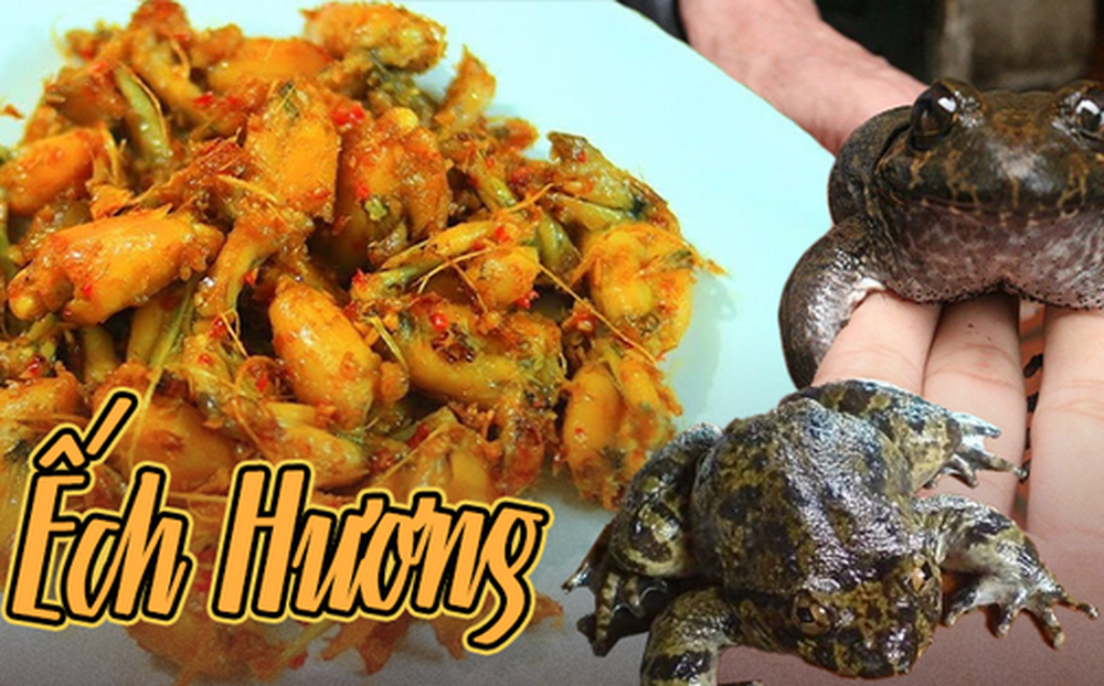 Loại ếch này là đặc sản tỉnh Lạng Sơn, giá cao gấp 10 lần ếch đồng vẫn ...