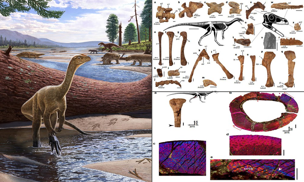 Hóa thạch khủng long hoàn chỉnh và lâu đời nhất của châu Phi được tìm thấy ở Zimbabwe - Ảnh 8.
