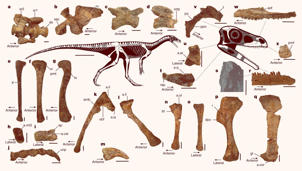 Hóa thạch khủng long hoàn chỉnh và lâu đời nhất của châu Phi được tìm thấy ở Zimbabwe - Ảnh 3.