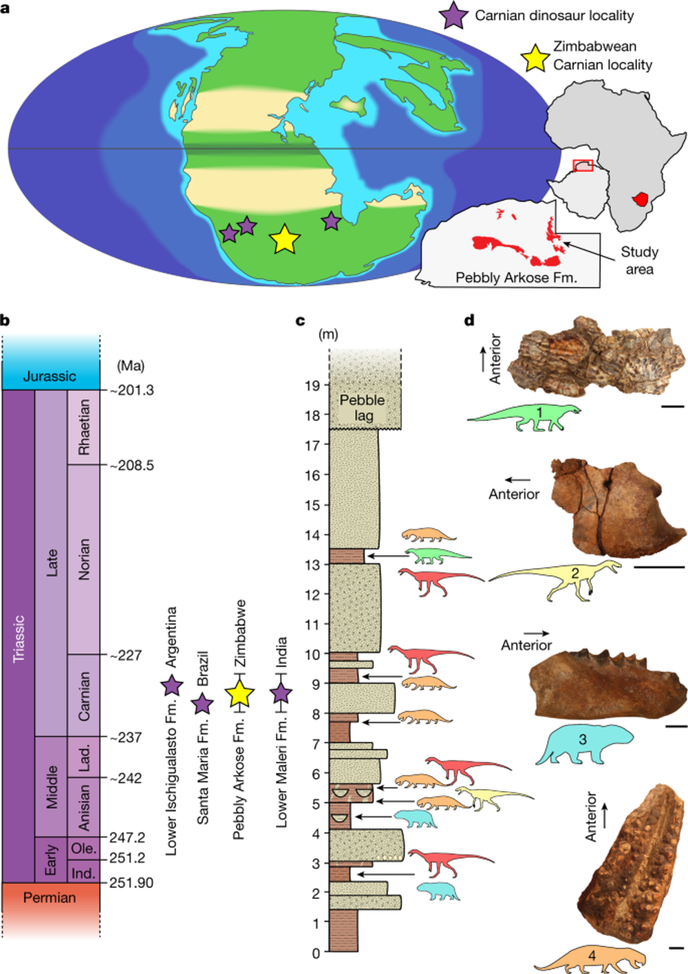 Hóa thạch khủng long hoàn chỉnh và lâu đời nhất của châu Phi được tìm thấy ở Zimbabwe - Ảnh 1.