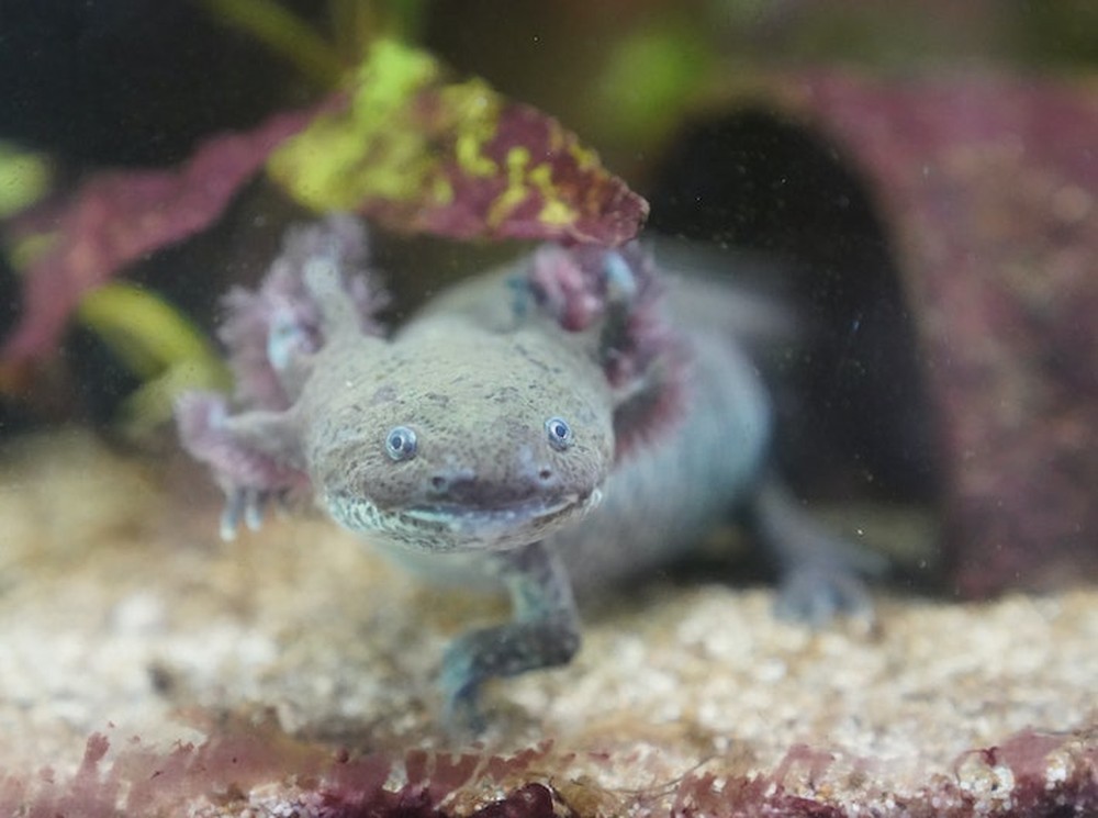 Axolotl: Loài kỳ nhông có thể giúp chúng ta khám phá ra những bí ẩn của não bộ - Ảnh 1.