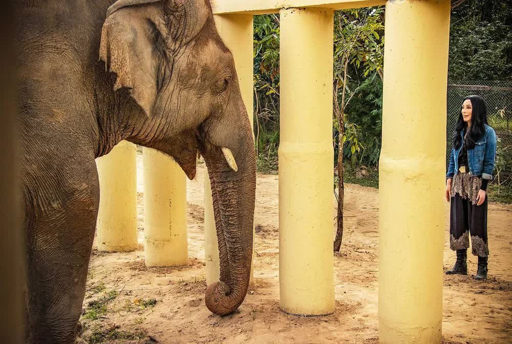 Hành trình xúc động giải cứu “chú voi cô độc nhất thế giới”: Sống mòn trong dây xích!