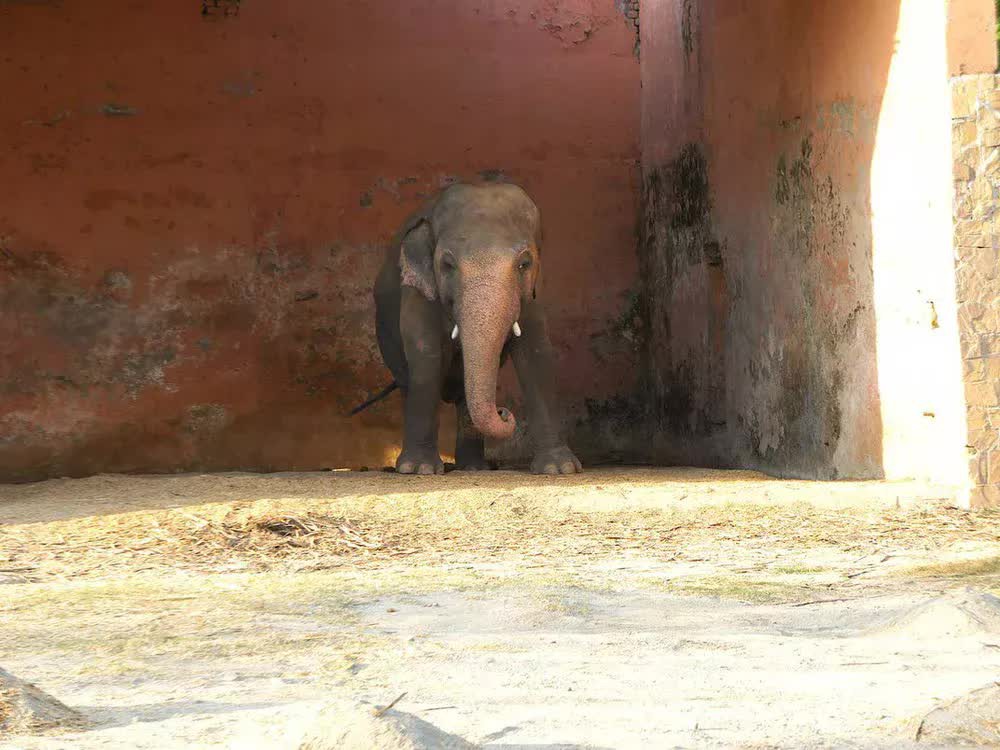 Hành trình xúc động giải cứu chú voi cô độc nhất thế giới: Sống mòn trong dây xích! - Ảnh 1.