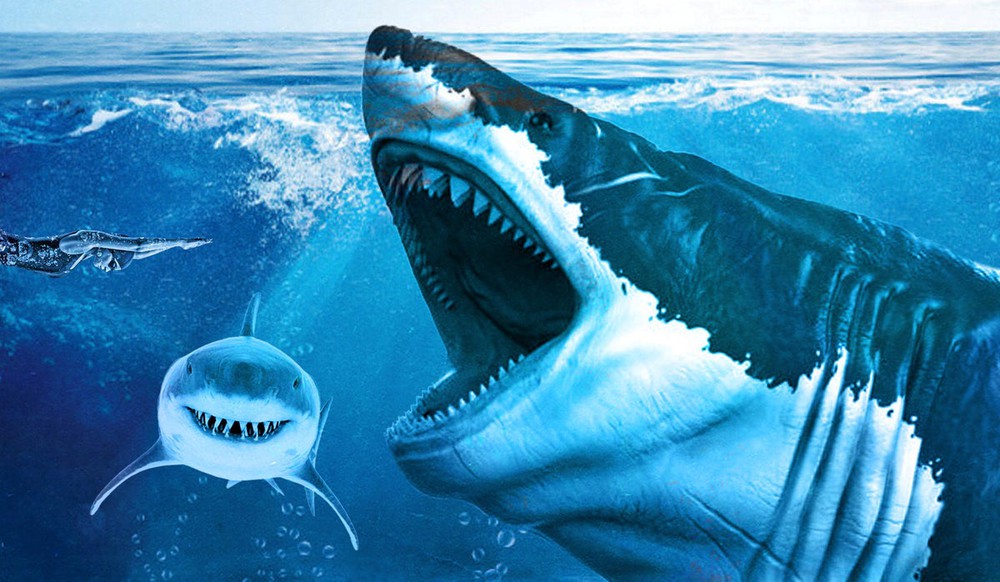 Điều gì sẽ xảy ra nếu loài cá mập Megalodon chưa bao giờ tuyệt chủng? - Ảnh 5.