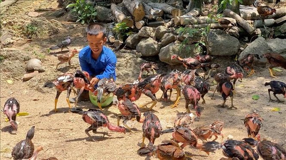 Chàng trai nấm lùn khởi nghiệp bằng chăn nuôi, hai chị em khiếm thính mở phòng tranh Tự Lực - Ảnh 1.