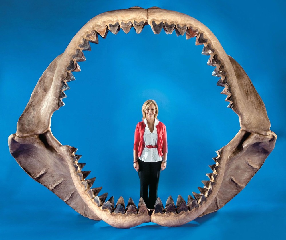 Điều gì sẽ xảy ra nếu loài cá mập Megalodon chưa bao giờ tuyệt chủng? - Ảnh 3.