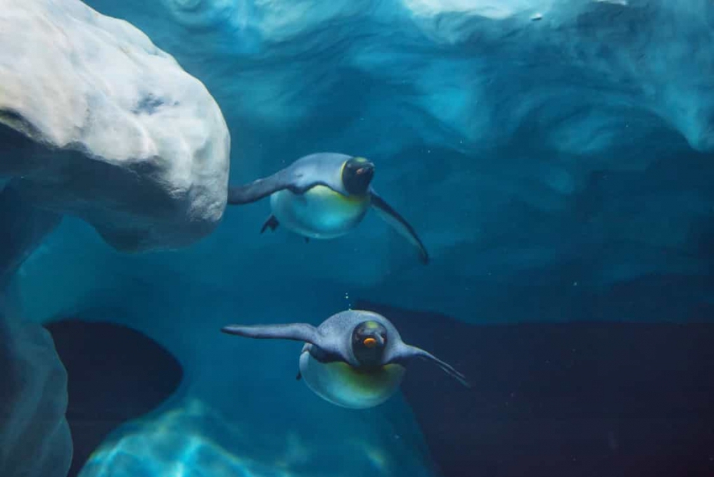 Những sự thật vô cùng đáng yêu về chim cánh cụt - Ảnh 12.