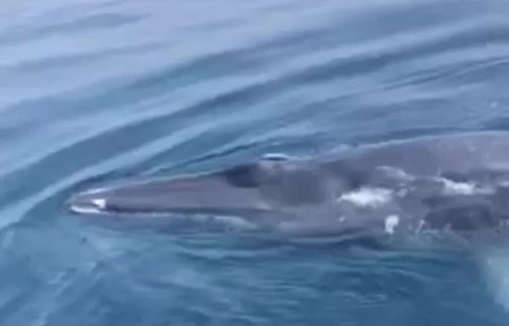 CLIP: Cá voi xanh xuất hiện ở vùng biển Thanh Hóa - Ảnh 3.