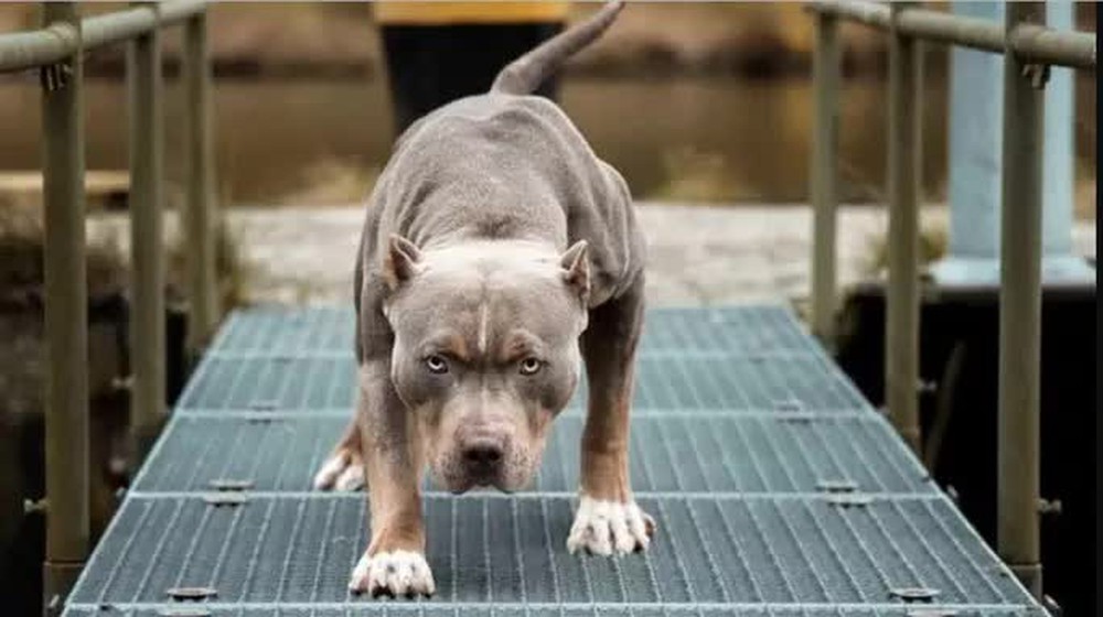 Vụ xua chó Pitbull cắn hàng xóm: Khởi tố cả chủ chó lẫn nạn nhân - Ảnh 1.