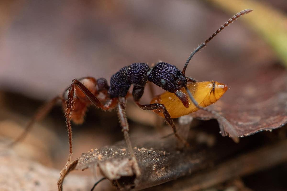Loài kiến có tổng trọng lượng lớn hơn cả các loài chim hoang dã và động vật có vú cộng lại - Ảnh 5.