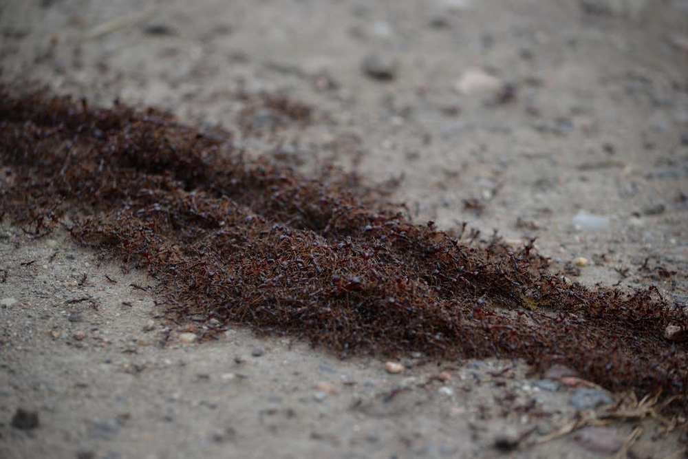 Loài kiến có tổng trọng lượng lớn hơn cả các loài chim hoang dã và động vật có vú cộng lại - Ảnh 3.