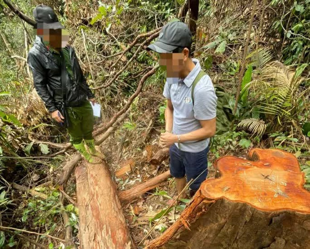 Vụ phá rừng khủng khiếp ở Kon Tum: Tạm giữ 3 đối tượng - Ảnh 1.