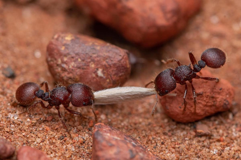Loài kiến có tổng trọng lượng lớn hơn cả các loài chim hoang dã và động vật có vú cộng lại - Ảnh 1.