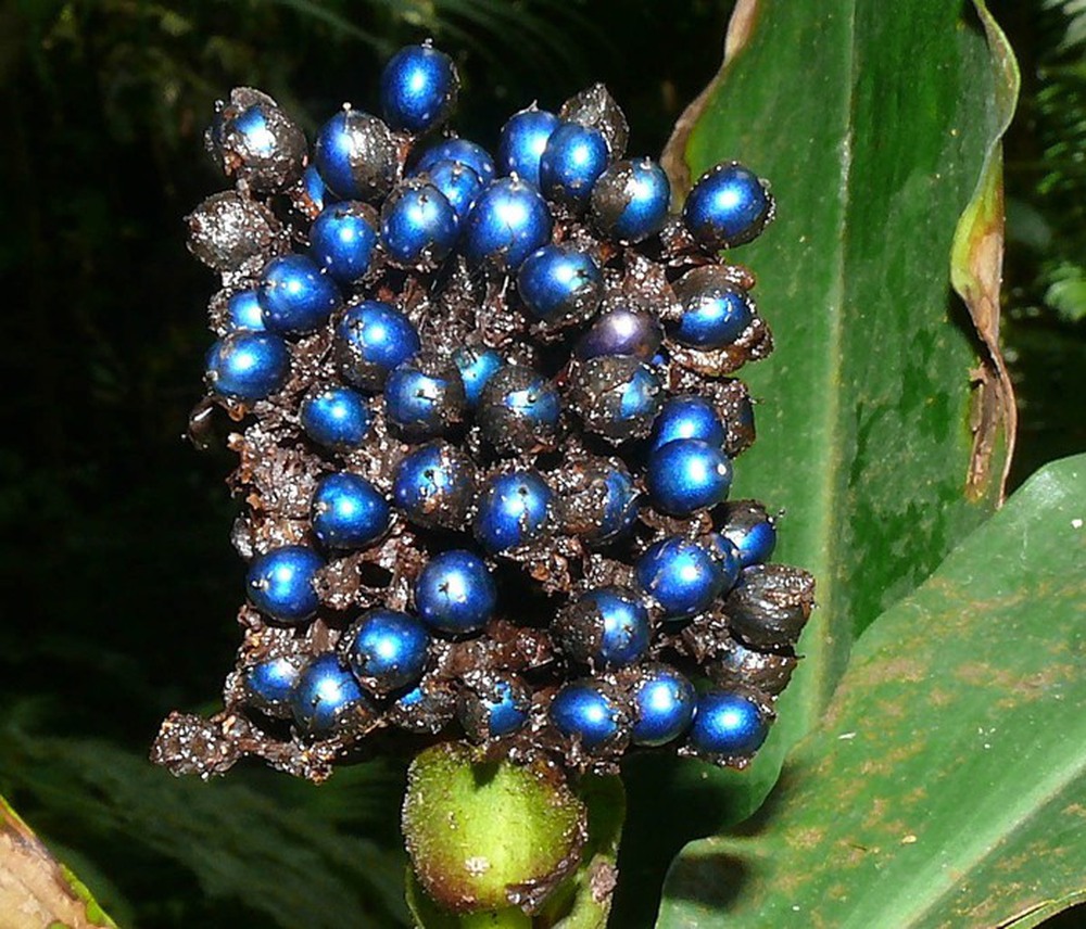 Pollia condensata: Loài cây có quả lấp lánh như những viên đá quý - Ảnh 1.