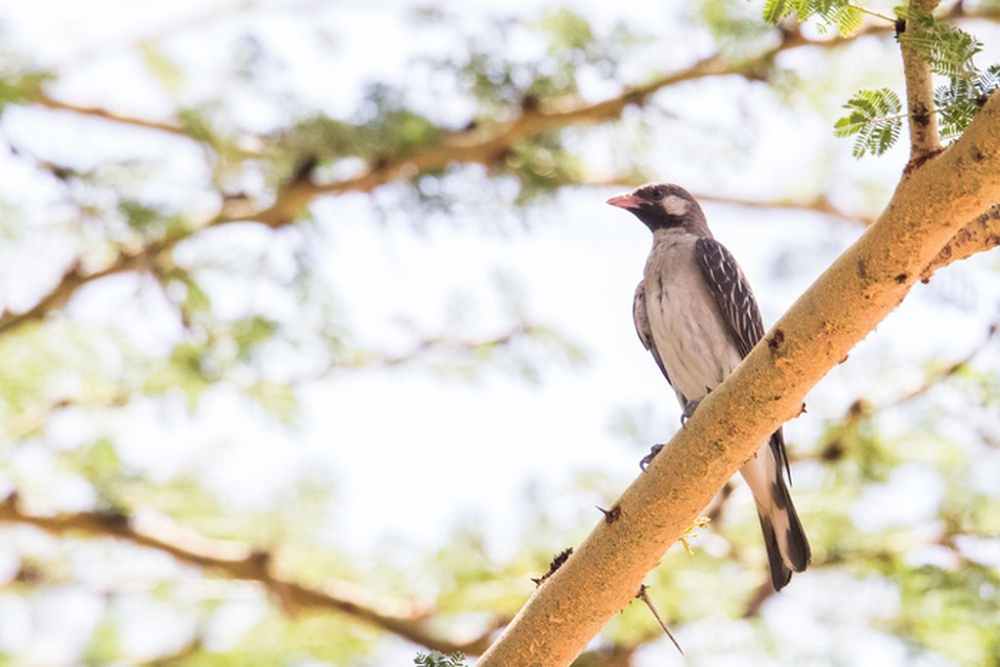 Honeyguides: Loài chim hoang dã có thể giao tiếp và làm việc cùng với con người - Ảnh 5.