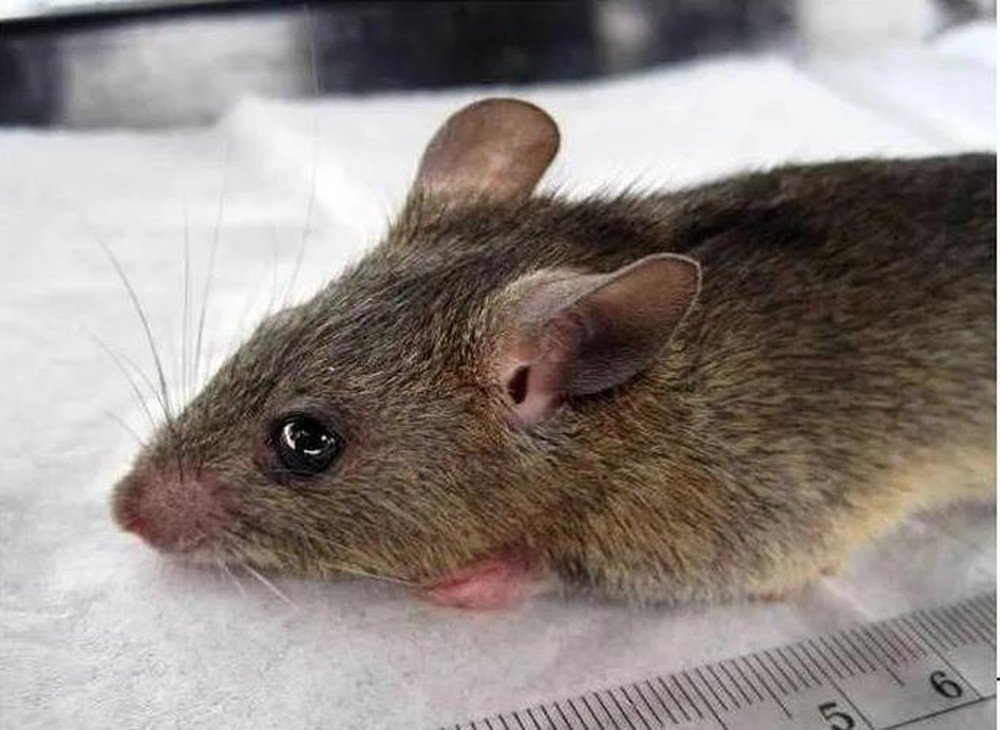 Virus lây từ chuột, gây sốt xuất huyết lạ và điếc 1/4 bệnh nhân đang lan đáng ngại - Ảnh 2.
